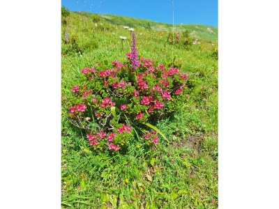 Apartment Ferienwohnung Pimig - Outdoor photo 29