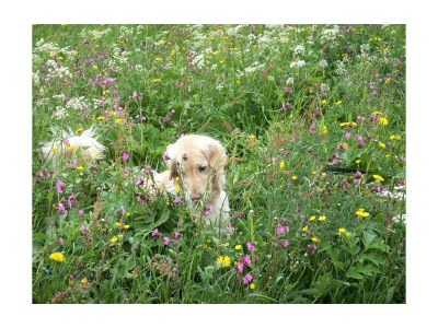 Holiday room Alpenwiese - Features photo 25
