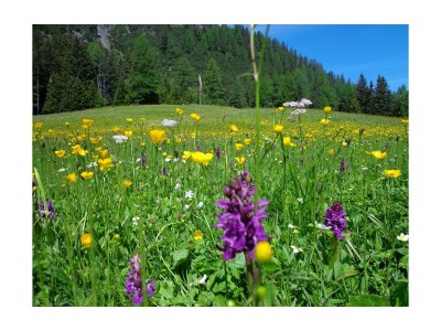 Apartment Chalet Fallesin - Outdoor photo 29