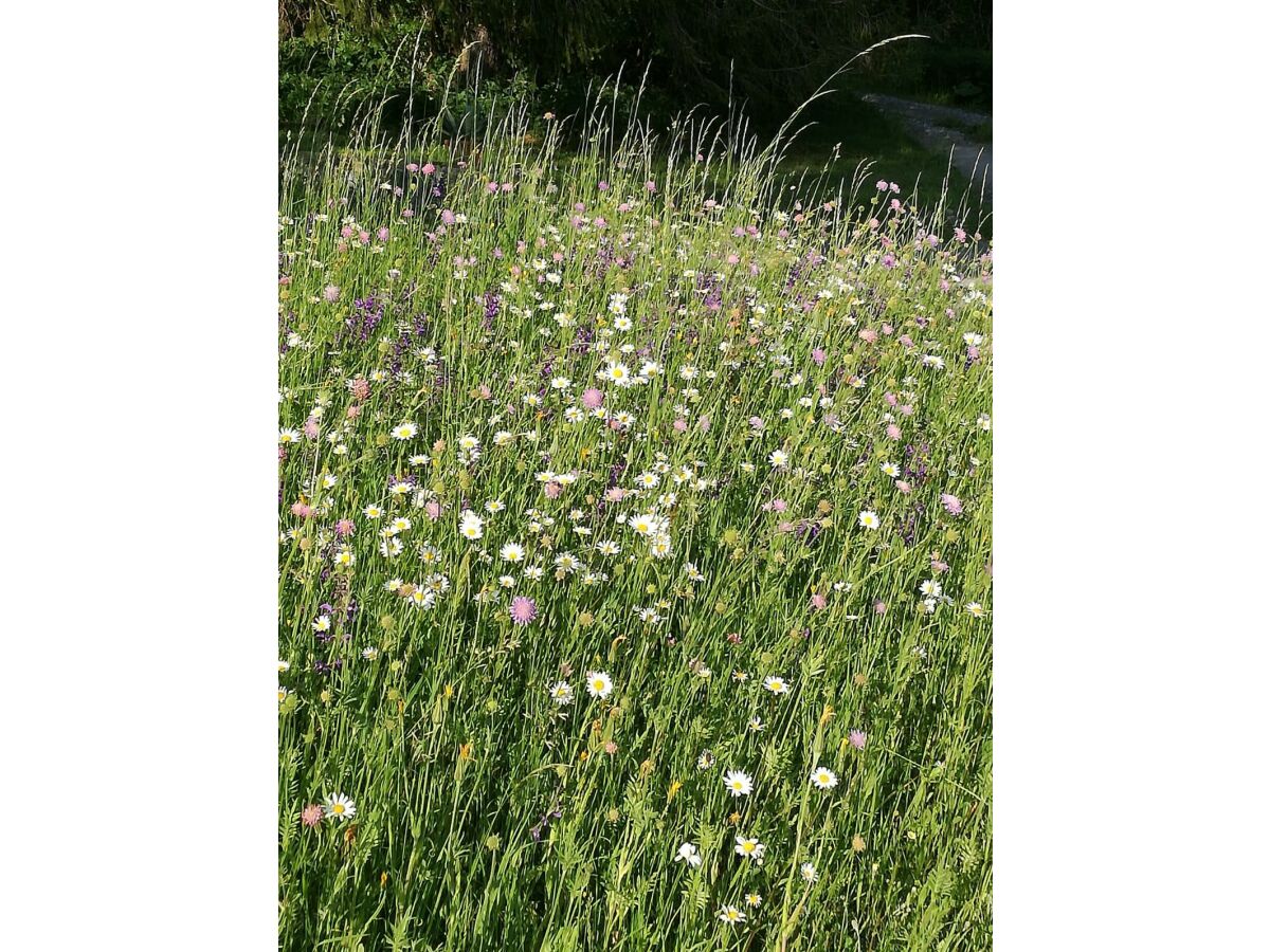 Apartment Appartement/Fewo - Outdoor photo 4