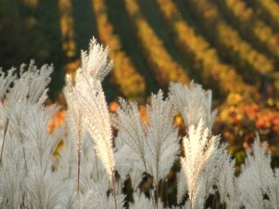 Apartment Weinrefugium - Outdoor photo 23