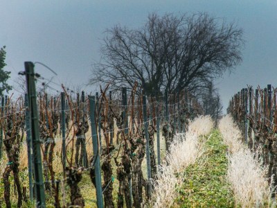 Apartment Weinrefugium - Outdoor photo 24