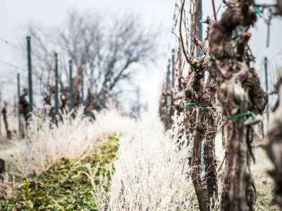 Apartment Weinrefugium - Outdoor photo 25