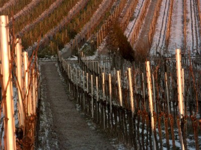 Apartment Weinrefugium - Outdoor photo 26