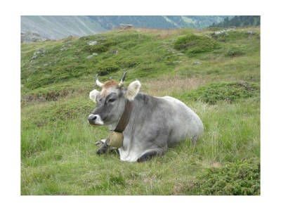 Holiday apartment Haus Landfrieden - Environment photo 28