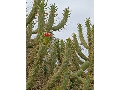 Holiday house "Traditional large house with pool" - Environment photo 27