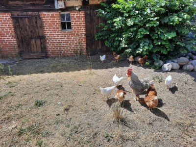 Holiday house Ferienhaus am Vilzsee, Mirow - Environment photo 25