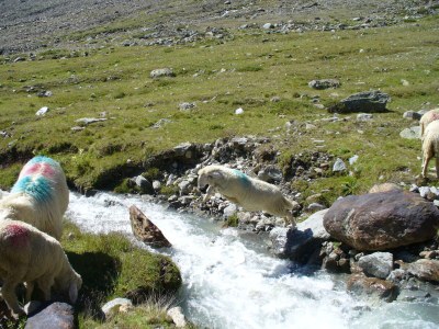 Holiday apartment Waldruhe - Environment photo 8