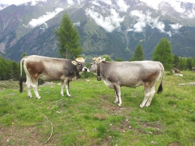 Holiday apartment Waldruhe - Environment photo 9