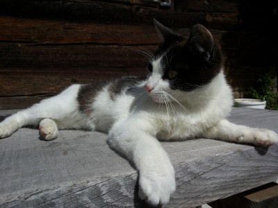 Holiday apartment Waldruhe - Environment photo 10