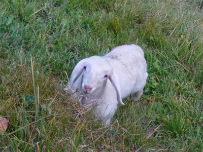 Holiday apartment Waldruhe - Environment photo 16