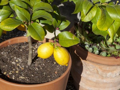 Apartment Appartement Lea - Outdoor photo 12