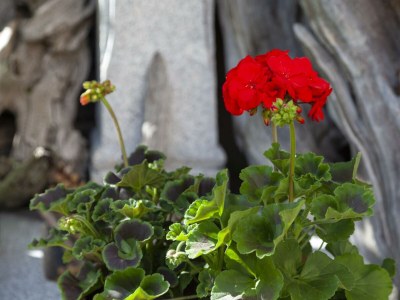 Apartment Appartement Lea - Outdoor photo 35