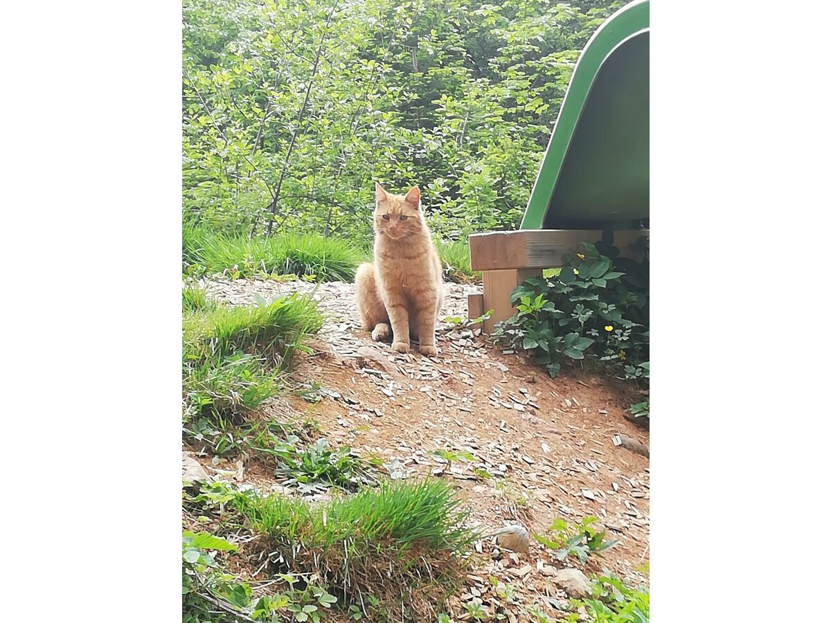 Apartment Ferienwohnung Bergidylle mit zwei Schlafzimmern