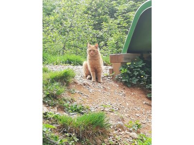 Apartment Ferienwohnung Bergidylle mit zwei Schlafzimmern in St. Johann in Tirol - Apartment