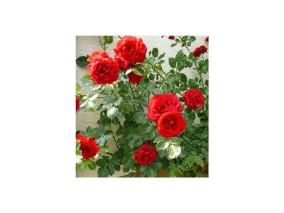 Apartment 2-Bett-Wohnung "Rose" - Features photo 14