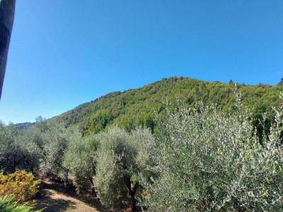 Holiday house Ferienhaus in der Toskana bei Lucca - Outdoor photo 3