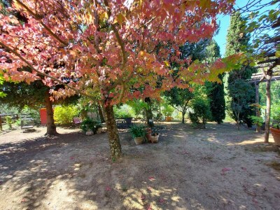 Holiday house Ferienhaus in der Toskana bei Lucca - Outdoor photo 11