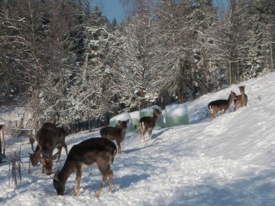 Apartment Apartment in Bleiburg near Petzen Ski Area - Outdoor photo 11
