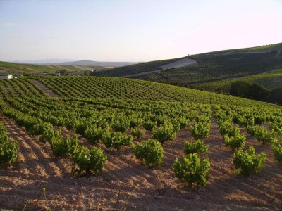 Apartment Wohnung in Montilla nahe Palacio Medinaceli - Environment photo 20