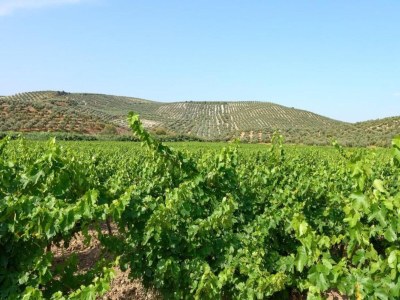 Apartment Wohnung in Montilla nahe Palacio Medinaceli - Environment photo 24