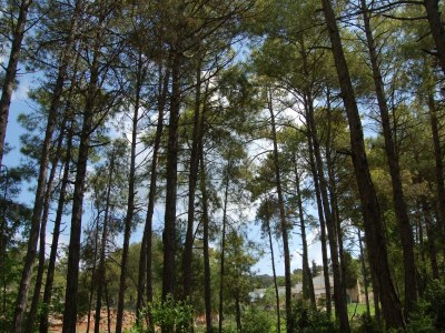 Holiday house Belvilla by OYO Can Casellas MasoverÃ­a - Environment photo 29