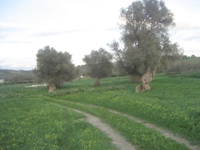 Villa Anna and Alex - Environment photo 30