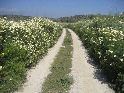 Villa Anna and Alex - Environment photo 32