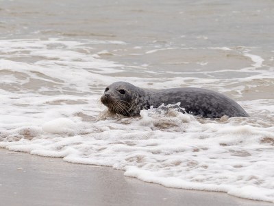 Holiday house Nordseepark Ouddorp - MÃ¼ntefehr - Environment photo 29