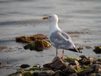 Holiday house Nordseepark Ouddorp - MÃ¼ntefehr - Environment photo 32