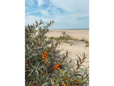 Holiday house Nordseepark Ouddorp - MÃ¼ntefehr - Environment photo 39