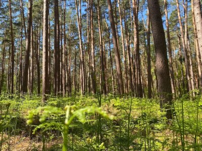 Holiday house Ferienhaus in Fuhlendorf - Environment photo 33
