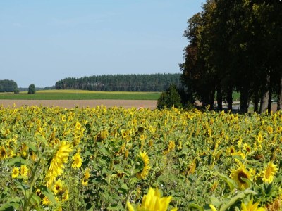 Holiday house Chalet in Wendorf - Environment photo 18