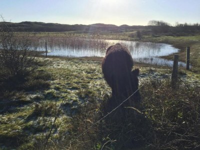 Holiday park Bungalow in Texel near Beaches - Environment photo 23