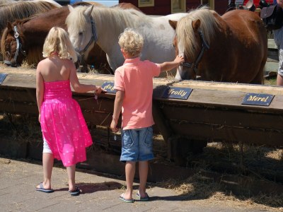 Holiday park Bungalow in Texel near Beaches - Outdoor photo 31