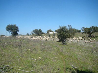 Holiday park Ferienhaus in Herrera am Fluss Tajo - Environment photo 33