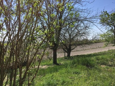 Holiday park Schlosswohnung in Chaleix Waldnähe - Environment photo 24