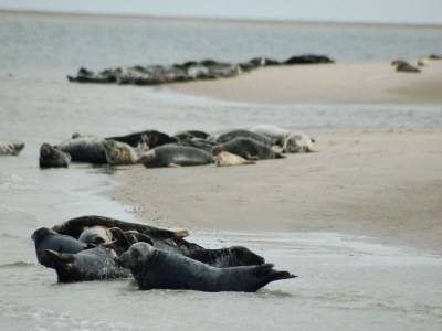Holiday park Wohnung auf Texel nahe De Koog Zentrum - Environment photo 22