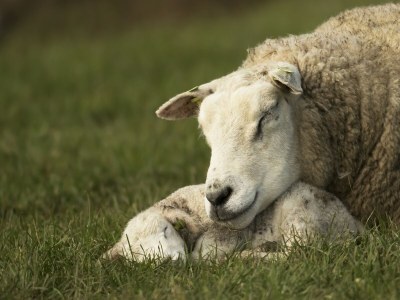 Holiday park Villa near Texel Beach with Private Sauna - Outdoor photo 37