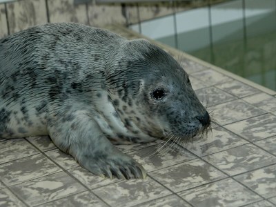 Holiday park Villa near Texel Beach with Private Sauna - Outdoor photo 38