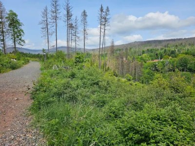 Holiday park Ferienhaus in Schierke for 6 Personen - Environment photo 30