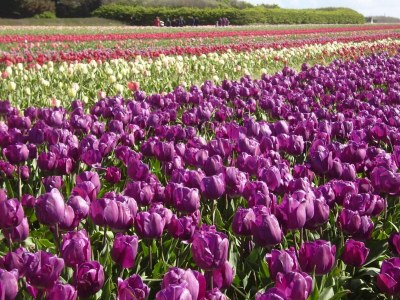 Holiday park Ferienhaus in Le Guilvinec am Sandstrand - Environment photo 13