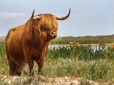 Holiday park Villa in De Koog nahe Texel Strand - Environment photo 27