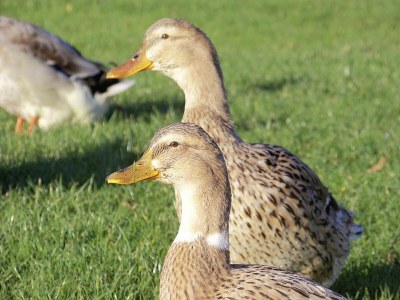 Apartment Haus-Nr: DNS01093-DYA - Environment photo 20