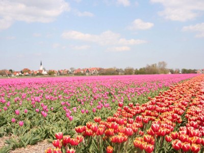 Holiday park Chalet in Texel with Private Sauna - Environment photo 11
