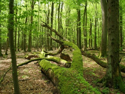 Apartment Ferienwohnung Haus am Berg, Lonau - Environment photo 17