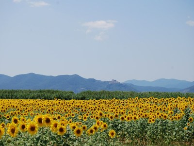Holiday park Ferienhaus in Braccagni mit Jacuzzi & Golf - Environment photo 29