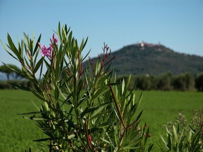 Holiday park Ferienhaus in Braccagni mit Jacuzzi & Golf - Environment photo 30