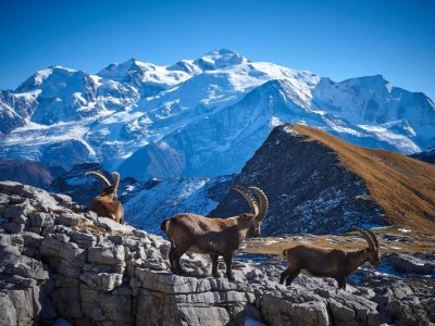 Holiday park Grand Massif Family Retreat - Environment photo 21