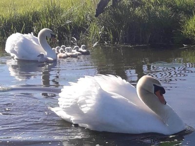 Holiday park Lakeside Villa Near Sneekermeer - Environment photo 22